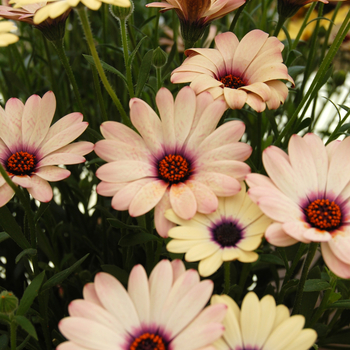 Osteospermum 'Crescendo™ Dawn Blush'