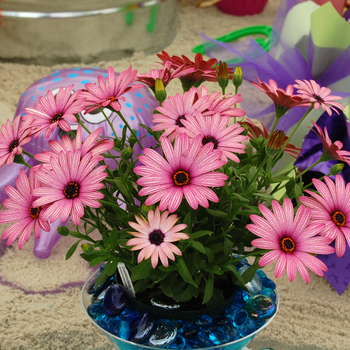 Osteospermum 'Crescendo™ Light Purple'