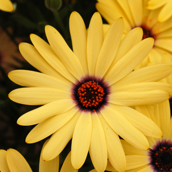 Osteospermum 'Crescendo™ Primrose' 