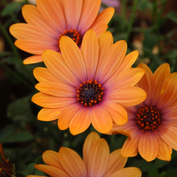 Osteospermum 'Side Show™ Copper Apricot' 