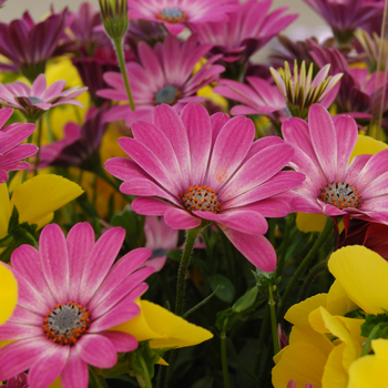 Osteospermum 'Side Show™ Bicolor Pink'