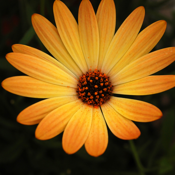 Osteospermum 'Side Show™ Copper Yellow' PP19566