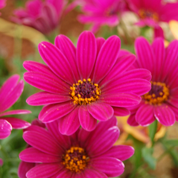 Osteospermum 'Side Show™ Purple'