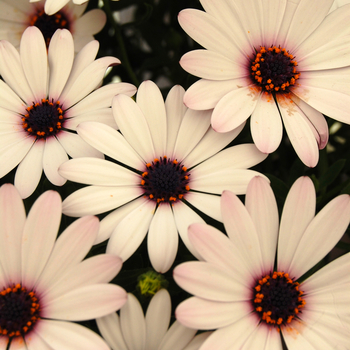 Osteospermum 'Side Show™ White'