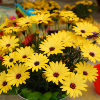 Osteospermum 'Crescendo™ Yellow' 