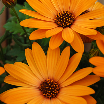 Osteospermum 'Cape Daisy™ Terracotta' 