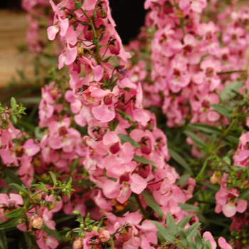 Angelonia augustifolia 'Pink' 