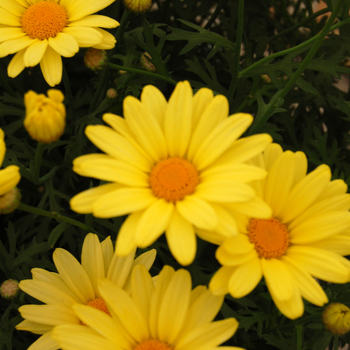 Argyranthemum frutescens 'Flutterby™ Yellow'