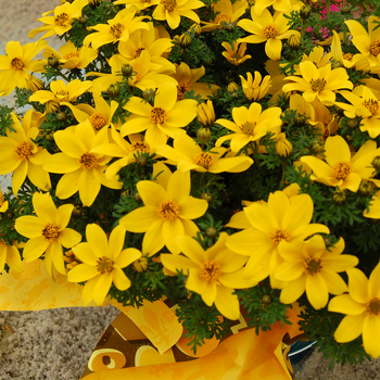 Bidens ferulifolia 'Pirate's Talisman™' 