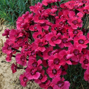 Dianthus 'Ruby Sparkles' 