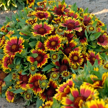 Gaillardia aristata 'Fancy Wheeler' 