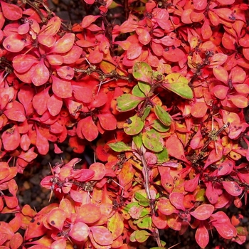 Berberis thunbergii 'Pow Wow' 