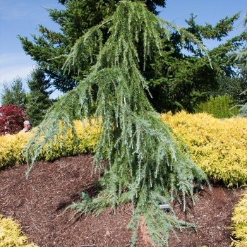 Cedrus deodara 'Blue Snake' 