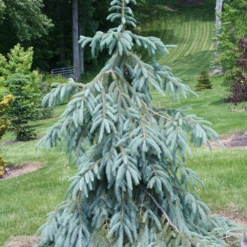 Picea engelmannii 'Bush's Lace' 