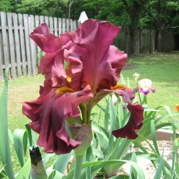 Iris germanica 'Megabucks' 