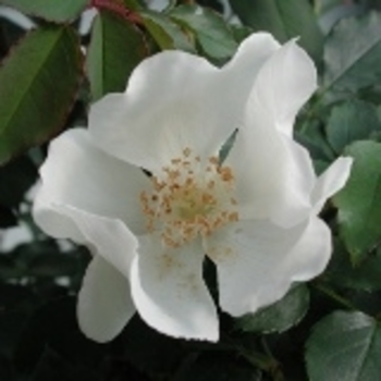 Rosa 'Sharon's Delight' MORsharon