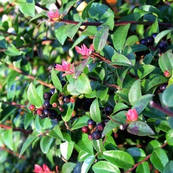 Vaccinium ovatum