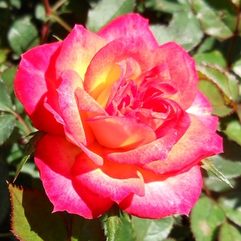 Rosa 'SAVafire' SAVafire