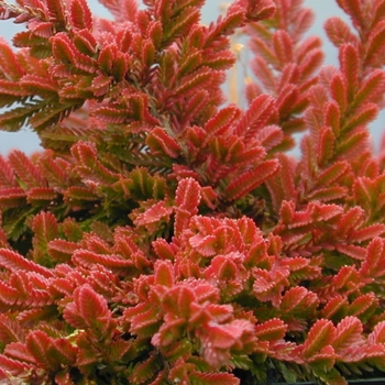 Calluna vulgaris 'Wickwar Flame' 