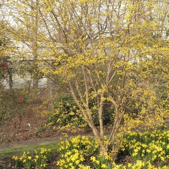 Cornus mas 'Spring Glow' 