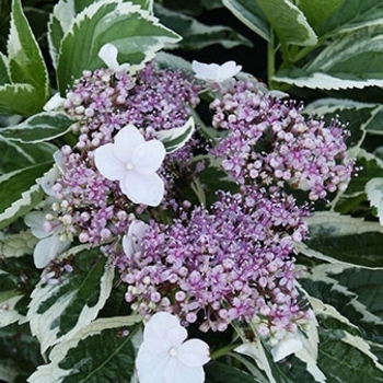 Hydrangea macrophylla 'Mariesii Variegata' 