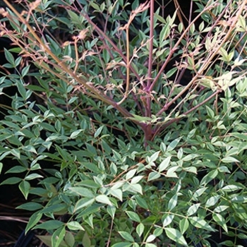 Nandina domestica 'Royal Princess' 