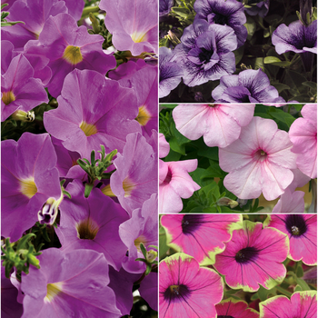 Petunia 'Multiple Varieties' 