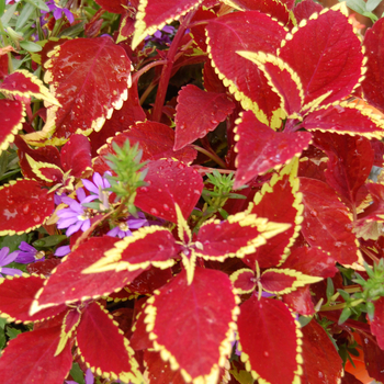 Coleus 'Defiance' 