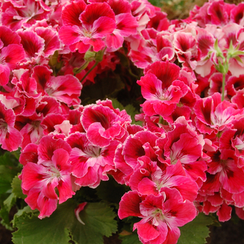 Pelargonium x domesticum