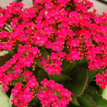 Kalanchoe 'Forever Midi Berry Pink'