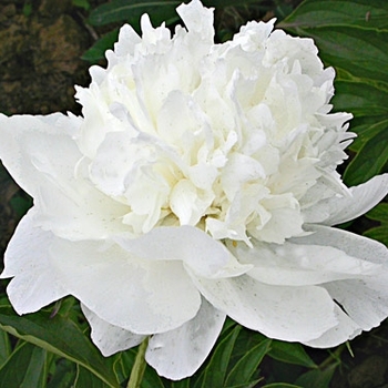 Paeonia lactiflora 'White Towers' 