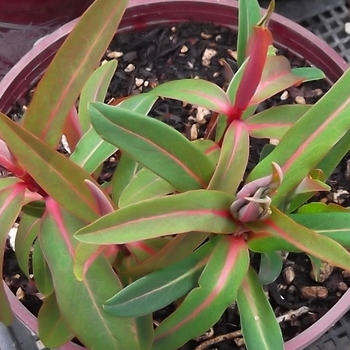 Euphorbia griffithii 'Fern Cottage' 