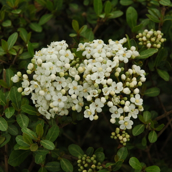 Viburnum obovatum 'Reifler's Dwarf'