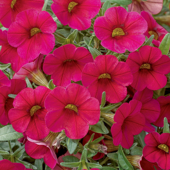 Calibrachoa Callie® 'Bright Red'