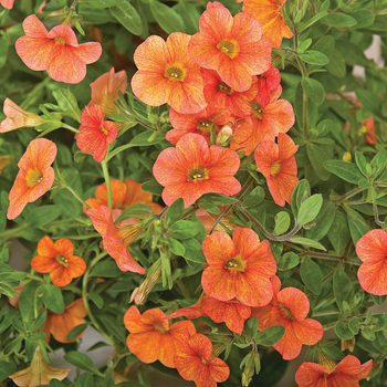 Calibrachoa Callie® 'Orange Sunrise Imp'