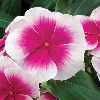 Catharanthus roseus