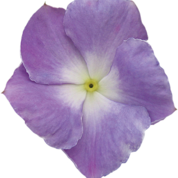 Catharanthus roseus Nirvana® 'Sky Blue'