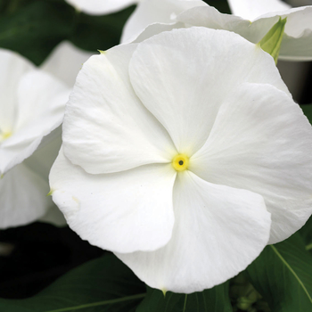 Catharanthus roseus