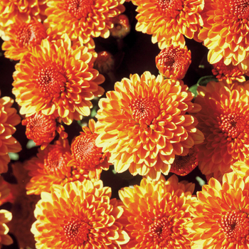 Chrysanthemum x morifolium 'Multiple Varieties' 