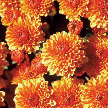 Chrysanthemum x morifolium 'Multiple Varieties'