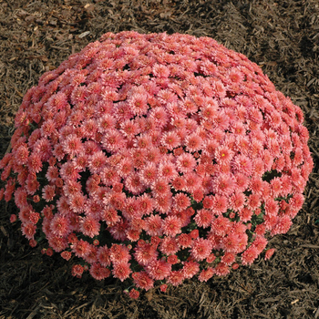 Chrysanthemum x morifolium