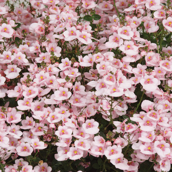 Diascia barberae 'Appleblossom' 