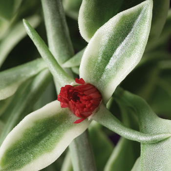 Dorotheanthus bellidiformis 'Mezoo™ Trailing Red' (047245)