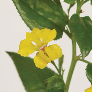 Goodenia 'Fresca™ Yellow'