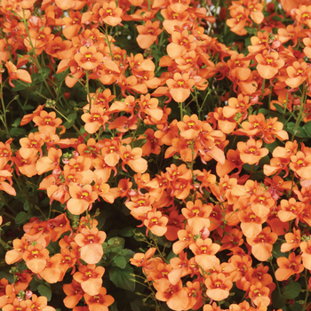 Diascia barberae 'Orange' 