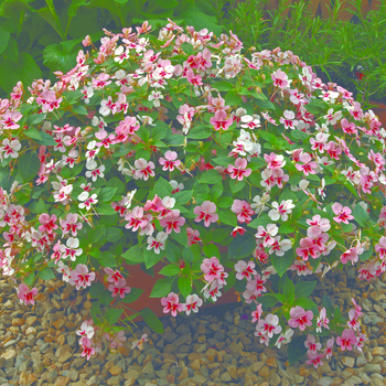 Impatiens Butterfly® Salmon w/Eye