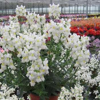 Nemesia Confection™ White