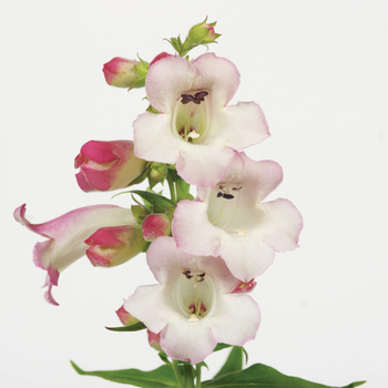 Penstemon hartwegii Phoenix™ 'Appleblossom'