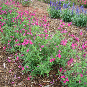 Salvia azurea 'Mesa Rose'