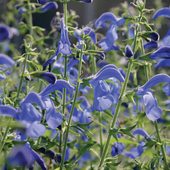 Salvia patens 'Oceana® Blue'